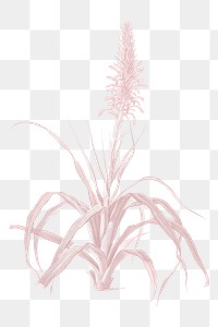 Png plant vintage illustration on transparent background