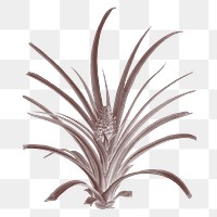 Png plant vintage illustration on transparent background