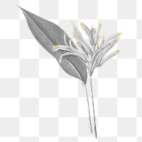 Png vintage plant illustration on transparent background