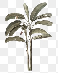 Png banana tree vintage illustration on transparent background