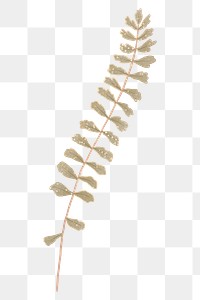 Png fern illustration, vintage element on transparent background