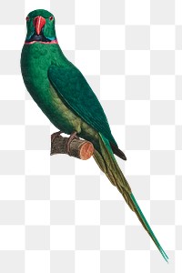 Png green parrot vintage illustration on transparent background