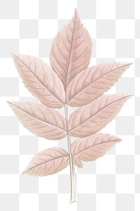 Png pastel leaves illustration, vintage element on transparent background