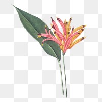 Png bird of paradise illustration, vintage element on transparent background