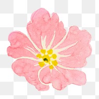 Pink peony png flower watercolor , transparent background