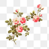 Aesthetic vintage png flower painting, transparent background