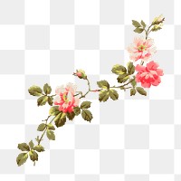 Aesthetic vintage png flower painting, transparent background