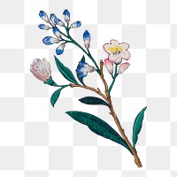 Png vintage cherry blossom branch, transparent background