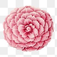 Pink peony png flower illustration, transparent background