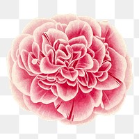 Pink peony png flower illustration, transparent background