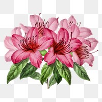 Pink azalea png flower illustration, transparent background