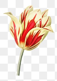 Tulip png flower illustration, transparent background