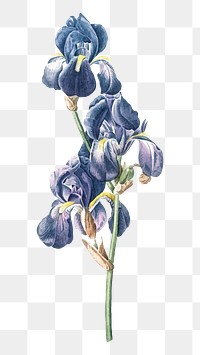 Iris png flower illustration, transparent background