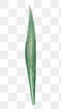 PNG green leaf illustration, transparent background