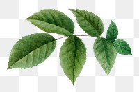 Green leaf png botanical illustration, transparent background