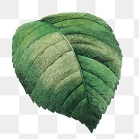 PNG green leaf illustration, transparent background