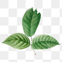 PNG green leaf illustration, transparent background