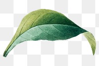 Green leaf png botanical illustration, transparent background