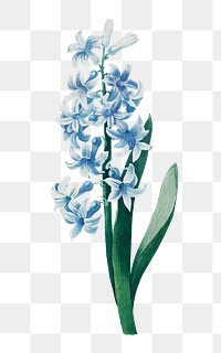 PNG blue hyacinth flower illustration, transparent background