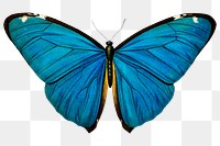 Blue butterfly png, transparent background