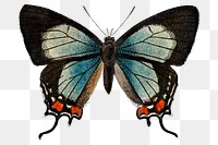 Colorful  butterfly png, transparent background