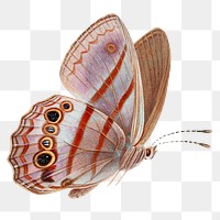Pink  butterfly png, transparent background