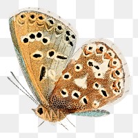 Nature patterned butterfly png, transparent background