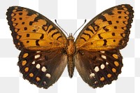 Brown  butterfly png, transparent background