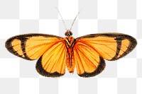 Orange  butterfly png, transparent background