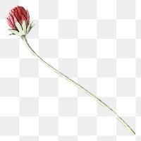 Png red protea flower, transparent background