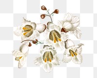 Png vintage flower illustration, transparent background