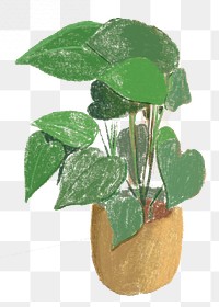 Png potted monstera, plant illustration, transparent background