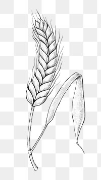 Png wheat black and white illustration, transparent background