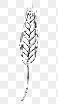 Png wheat black and white illustration, transparent background