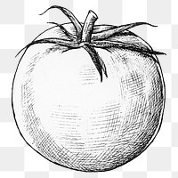 Png tomato black and white illustration, transparent background