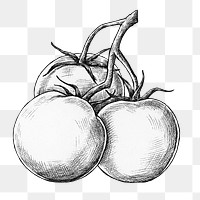 Png tomatoes black and white illustration, transparent background