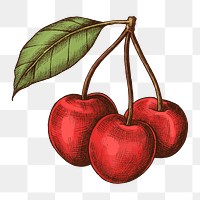 Png cherries illustration collage element, transparent background