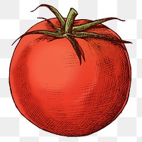 Png tomato illustration collage element, transparent background