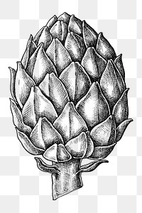 Png artichoke black and white illustration, transparent background