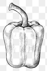 Png bell pepper black and white illustration, transparent background