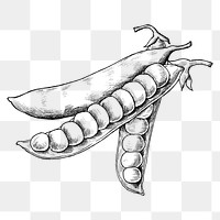 Png peas black and white illustration, transparent background