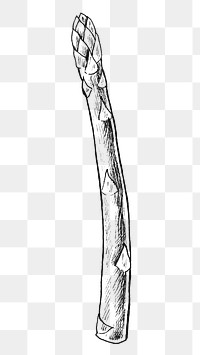 Png asparagus black and white illustration, transparent background