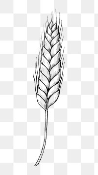 Png wheat black and white illustration, transparent background