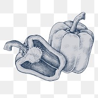 Png bell pepper illustration, transparent background