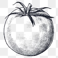 Png tomato black and white illustration, transparent background