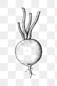 Png radish black and white illustration, transparent background