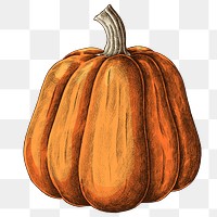 Png pumpkin illustration collage element, transparent background