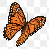 PNG orange butterfly illustration, transparent background