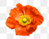 PNG Aesthetic poppy flower, collage element, transparent background