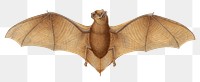 Bat png clipart illustration, transparent background. Free public domain CC0 image.